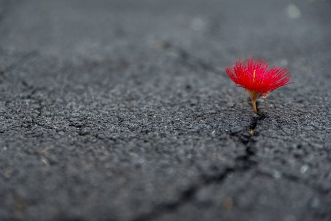 Resiliency, as symbolized by a flower blooming through a crack in the pavement.